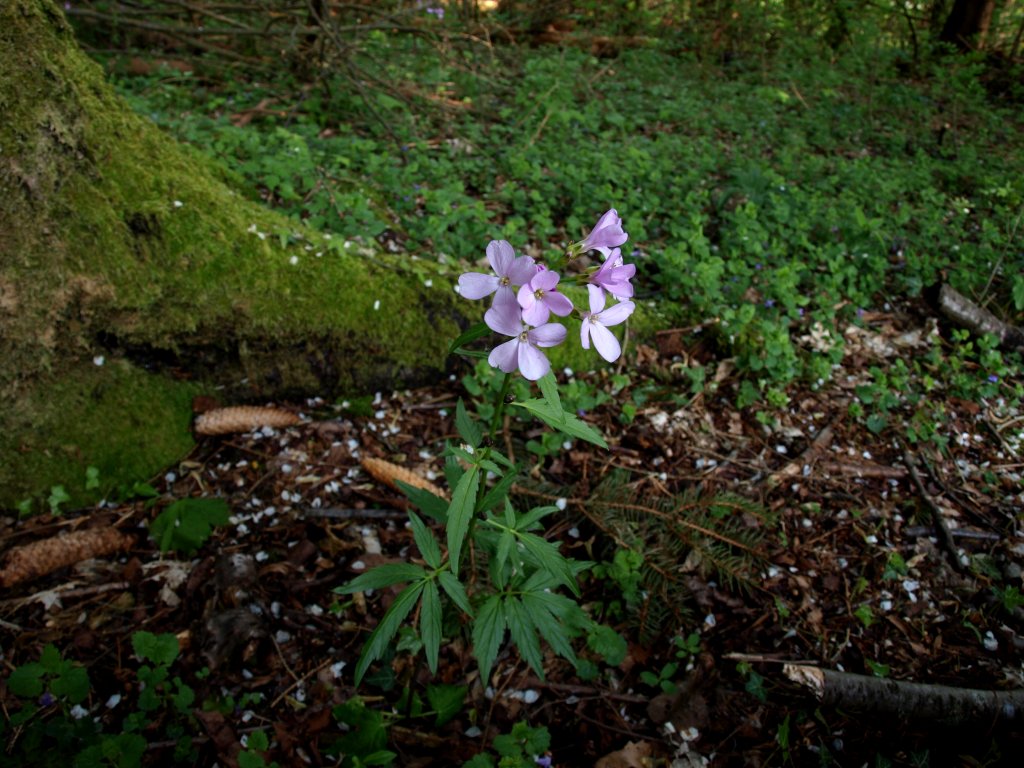 Cardamine bulbifera